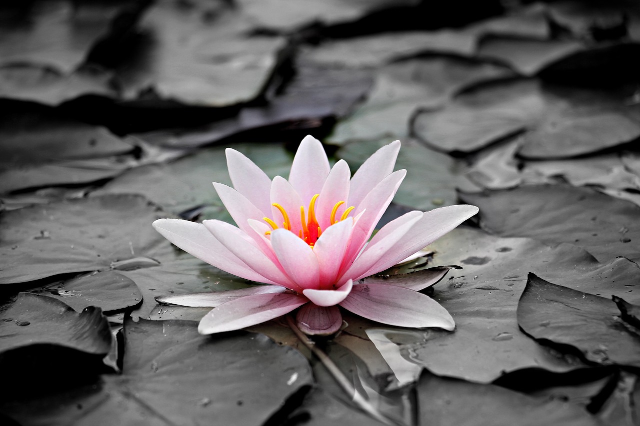Pink lotus flower